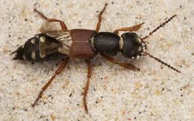 Attēlu rezultāti vaicājumam “Staphylinus erythropterus”