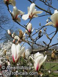 Attēlu rezultāti vaicājumam “Magnolia cylindrica”