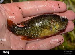 Image result for Lepomis cyanellus