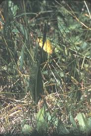 Attēlu rezultāti vaicājumam “Oligonema favogineum sessile”