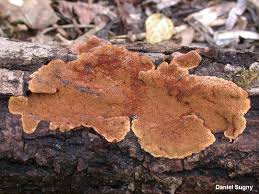 Attēlu rezultāti vaicājumam “Phellinus ferruginosus”