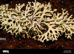 Attēlu rezultāti vaicājumam “Hypogymnia tubulosa”