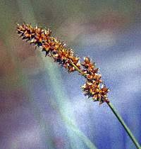 Attēlu rezultāti vaicājumam “Carex diandra”