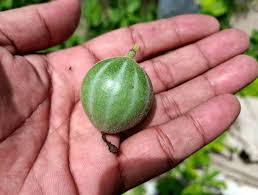 Attēlu rezultāti vaicājumam “Bryonia alba fruit”