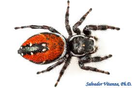 Attēlu rezultāti vaicājumam “Salticidae”