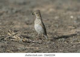 Image result for Calandrella rufescens