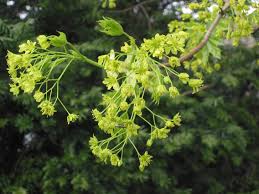 Attēlu rezultāti vaicājumam “Acer platanoides flower”