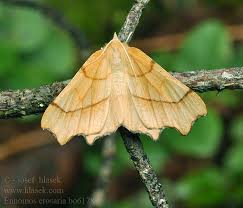 Attēlu rezultāti vaicājumam “Ennomos erosaria”