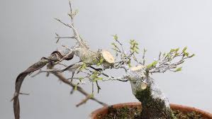 Image result for parthenocissus bonsai