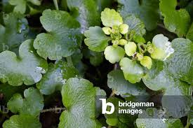 Attēlu rezultāti vaicājumam “Chrysosplenium alternifolium leaf”