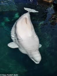 Image result for Delphinapterus leucas