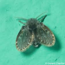 Attēlu rezultāti vaicājumam “Psychodidae”