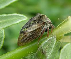 Attēlu rezultāti vaicājumam “Centrotus cornutus”