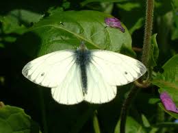 Attēlu rezultāti vaicājumam “Pieris napi male”
