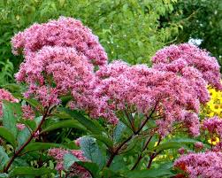 Image result for Eupatorium cannabinum