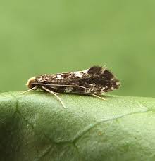 Attēlu rezultāti vaicājumam “Nemapogon cloacella”