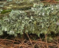 Attēlu rezultāti vaicājumam “Platismatia glauca”