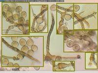 Attēlu rezultāti vaicājumam “Trichia contorta”