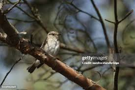 Attēlu rezultāti vaicājumam “Muscicapa striata juvenile”