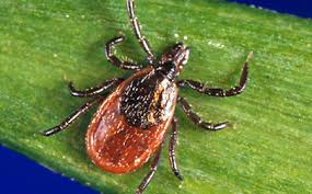 Attēlu rezultāti vaicājumam “Ixodes”