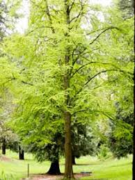 Attēlu rezultāti vaicājumam “Cercidiphyllum japonicum”