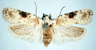 Attēlu rezultāti vaicājumam “Agonopterix alstromeriana”