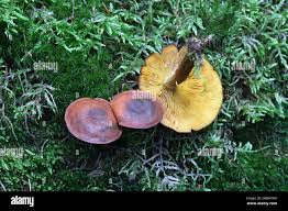 Attēlu rezultāti vaicājumam “Gymnopilus picreus”