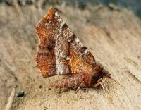 Attēlu rezultāti vaicājumam “Selenia dentaria imago”