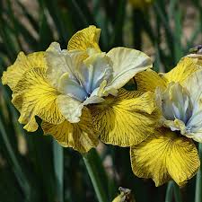 Attēlu rezultāti vaicājumam “Iris sibirica leaf”