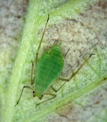 Attēlu rezultāti vaicājumam “Acyrthosiphon”