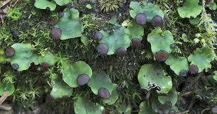 Attēlu rezultāti vaicājumam “Peltigera”