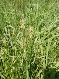 Attēlu rezultāti vaicājumam “Carex sylvatica fruit”