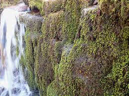 Attēlu rezultāti vaicājumam “Platyhypnidium riparioides”