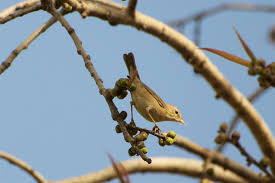 Image result for Hippolais caligata