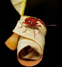 Attēlu rezultāti vaicājumam “Attelabidae”