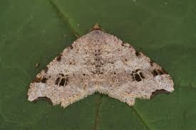 Attēlu rezultāti vaicājumam “Macaria alternata”