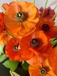 Attēlu rezultāti vaicājumam “Ranunculus mendax flower”