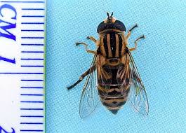 Attēlu rezultāti vaicājumam “Helophilus sp.”