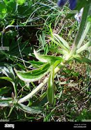 Attēlu rezultāti vaicājumam “Orobanche coerulescens”