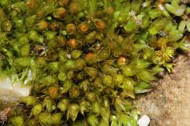 Attēlu rezultāti vaicājumam “Acaulon muticum”