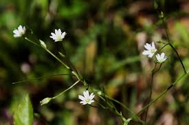 Attēlu rezultāti vaicājumam “Stellaria longifolia flower”