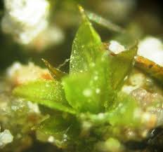 Attēlu rezultāti vaicājumam “Acaulon muticum sporophyte”