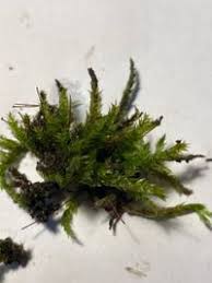 Attēlu rezultāti vaicājumam “Brachythecium rutabulum”