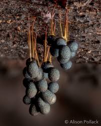 Attēlu rezultāti vaicājumam “Willkommlangea reticulata spores”