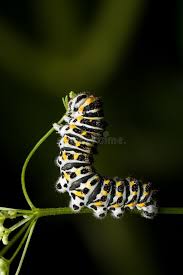 Attēlu rezultāti vaicājumam “Papilio machaon larva”