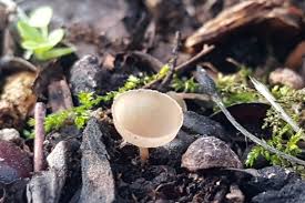 Attēlu rezultāti vaicājumam “Ciboria amentacea”