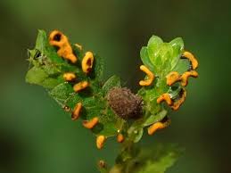 Attēlu rezultāti vaicājumam “Physarum pezizoideum”