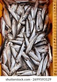 Image result for Osmerus eperlanus