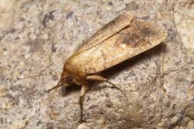 Attēlu rezultāti vaicājumam “Mythimna turca”