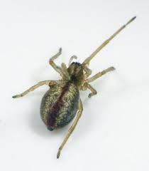 Attēlu rezultāti vaicājumam “Cheiracanthium sp. male”